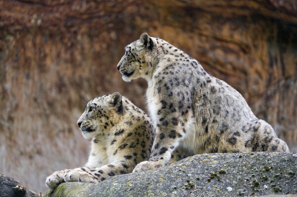 Famiglia felina di Snowy Irbis