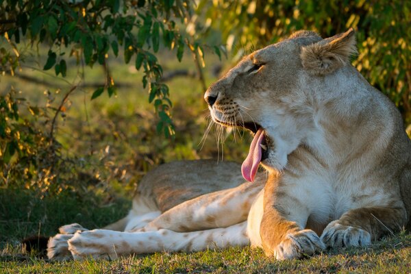 Lionne bâillante allongée sous un arbre