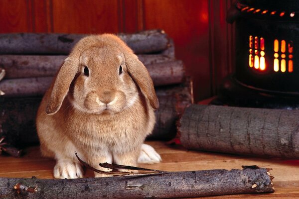 Cutie lapin près du poêle