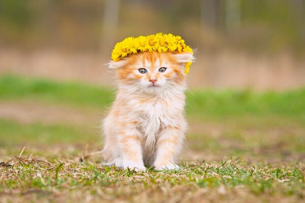 A fluffy baby is wearing a wreath of flowers