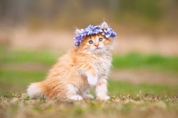 Fluffy red cat with a wreath