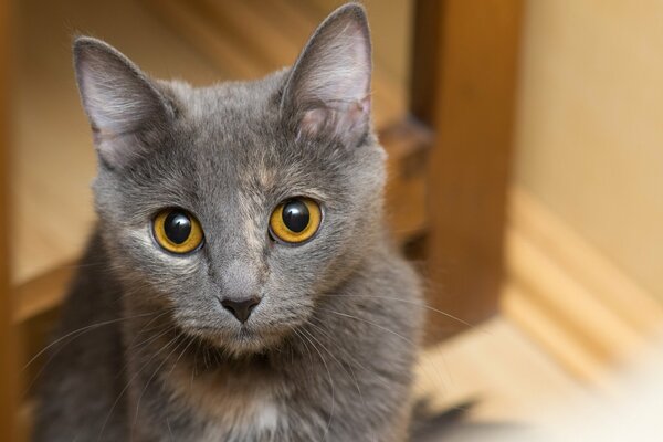 Die graue Katze schaut genau hin