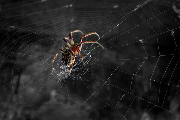 Tela de araña en blanco y negro