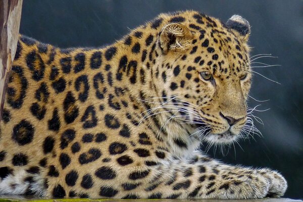 Porträt eines gefleckten bedrohlichen Leoparden