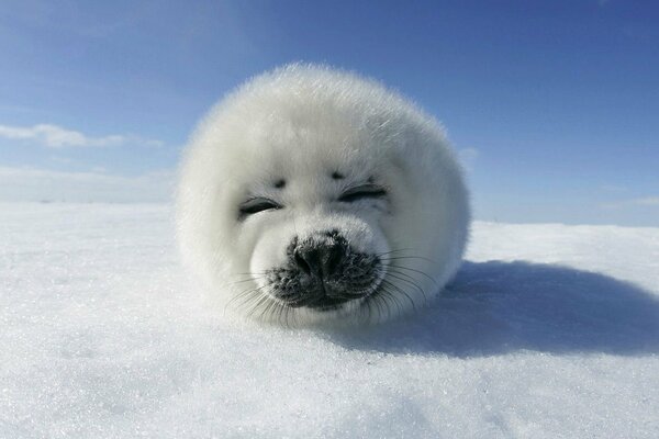 Seal in the snow against the blue sky