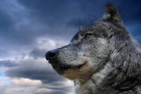 The wolf s gaze into the distance against the sky