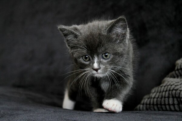 Smoky kitten takes the first steps