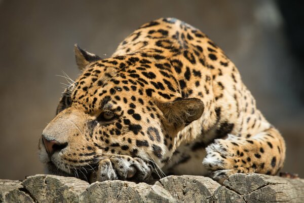 Jaguar resting in the sun on the rocks