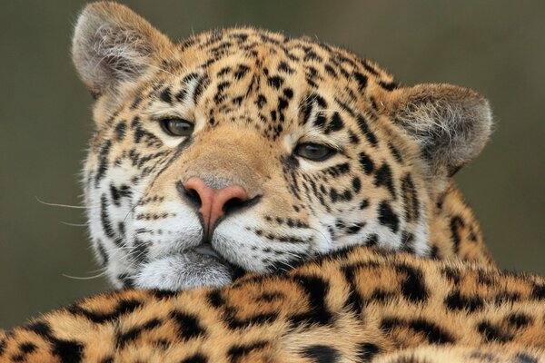 Jaguar se relaja en la naturaleza