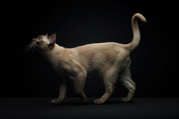 Thoroughbred cat on a black background