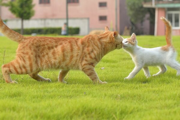 A red-haired cat meets a white kitten