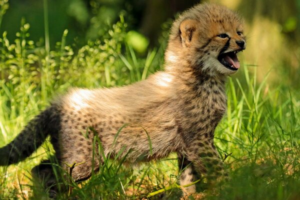 Il bambino del ghepardo nell erba chiama la mamma