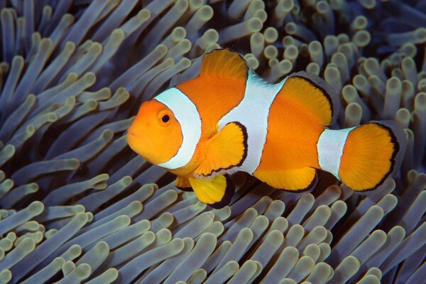 Photo of a clown fish in algae