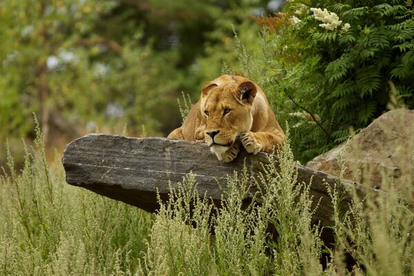 Lionne sur la pierre au milieu de l herbe