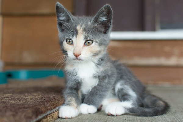 La cara de un pequeño gatito