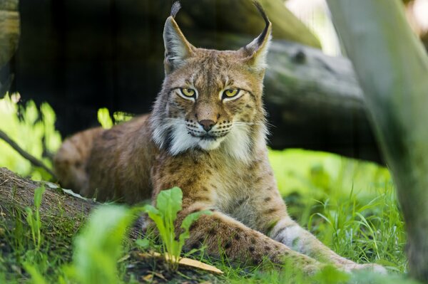 Photo of a beautiful lynx in the grass