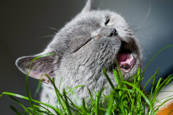 Chat gris mange de l herbe