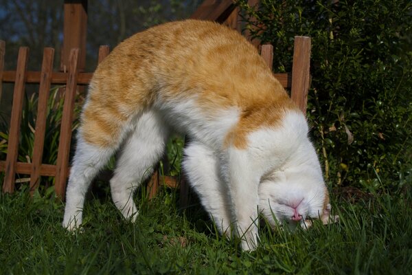 Rothaarige Katze in der Natur