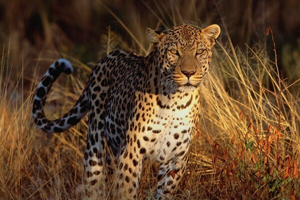 Leopardo in natura