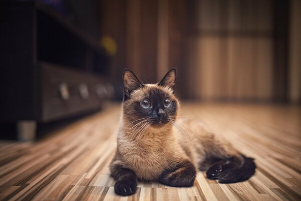 Il gatto siamese mi sta guardando