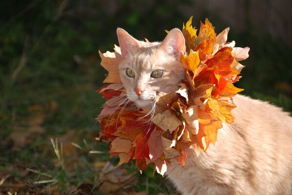 Gatto rosso in foglie autunnali