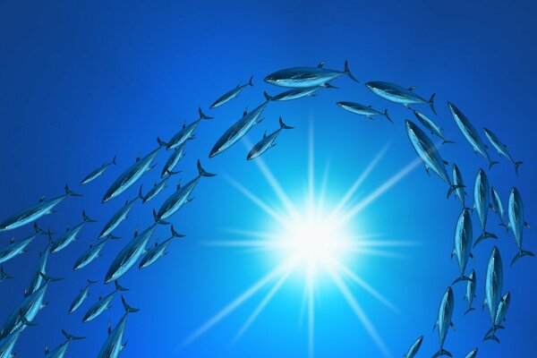 A school of fish swims around the sun