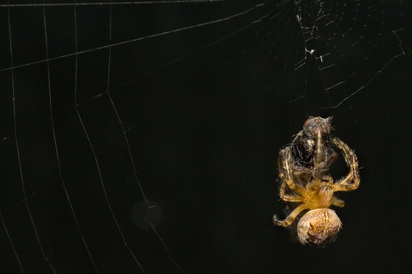 Una araña teje una telaraña para la víctima