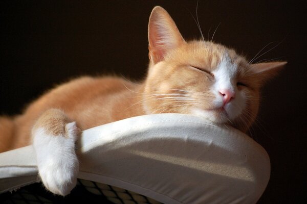 Dormir chat roux sur une planche à repasser