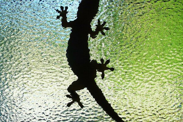 Silhouette of a lizard lying on the glass