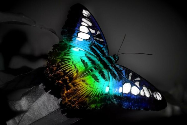 A tricolor butterfly sits on a gray leaf