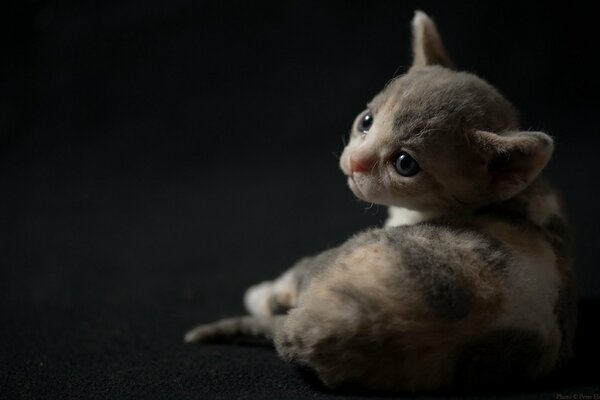 Piccolo gattino con uno sguardo triste