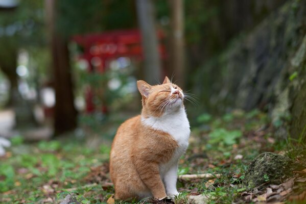 Rothaarige Katze sitzt genießt im park