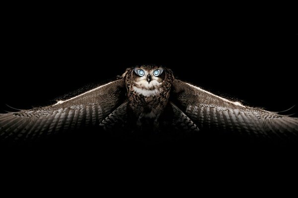 The wingspan of an owl on a black background