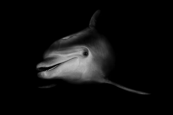 Black and white photo of a smiling dolphin