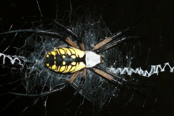 Ästhetisches Foto der gelben Spinne