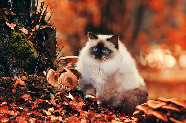 Gato en follaje con setas en el bosque