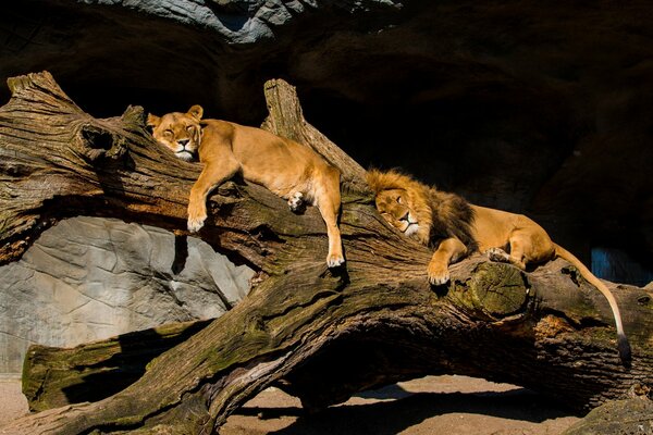 León y Leona descansan en un tronco