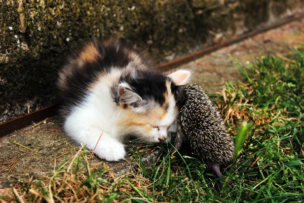 Ein Kätzchen mit einem Igel im Gras kennenlernen