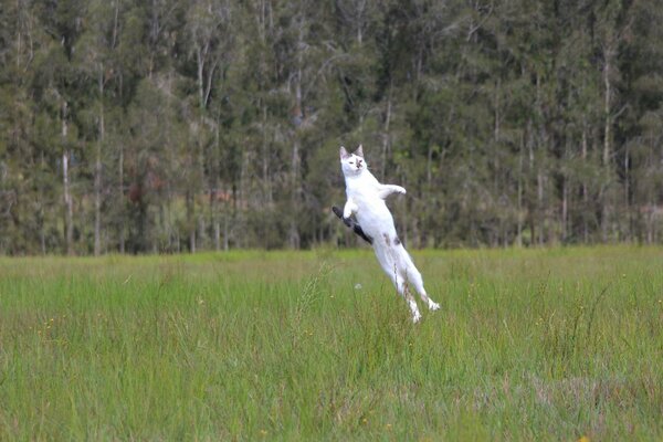 Salto de gato blanco en el campo