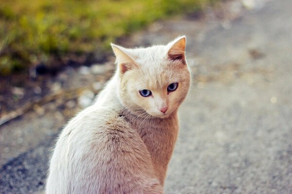 White cat by the road