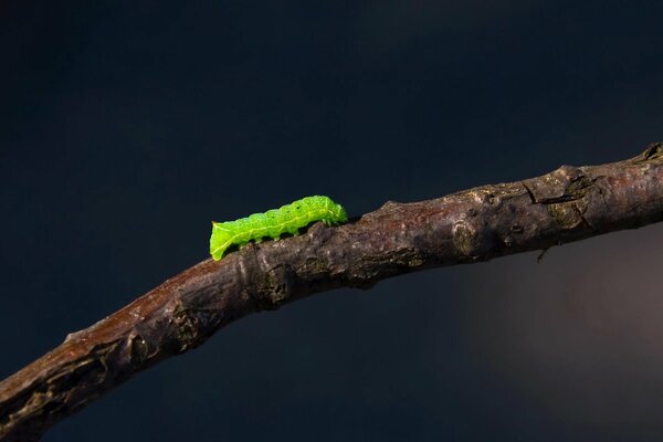 Chenille verte rampant sur une branche