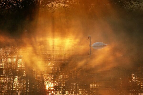 Schwan im beidseitigen Nebel am See