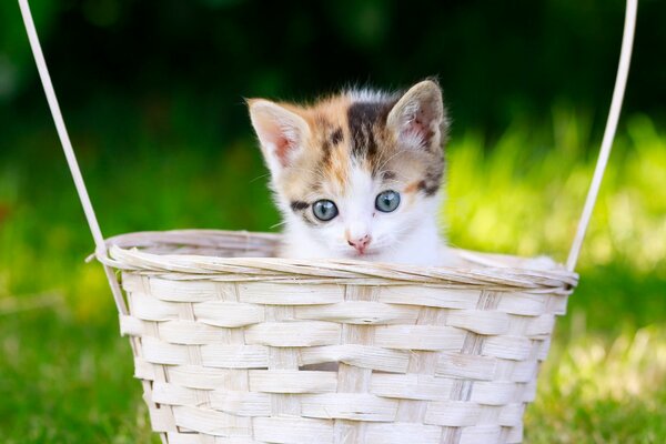 Petit chaton dans le panier Peeping