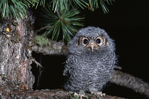 Owl chick in the night forest