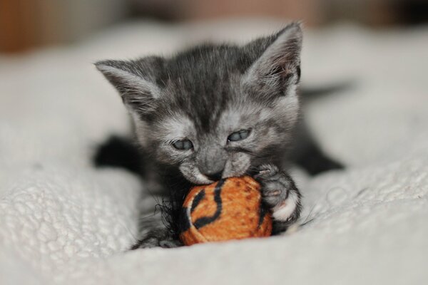 Grey kitten nibbles the ball