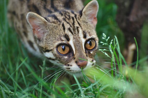 Gato Ocelote con mirada depredadora