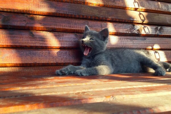 Le chat se repose sur un banc en bois