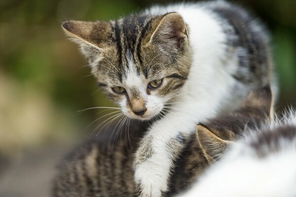 A little kitten takes its first steps