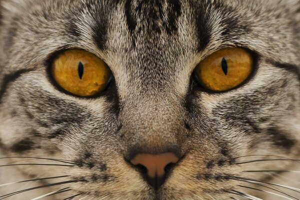 The muzzle of a reed-colored cat