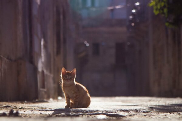 The look of a red kitten on a summer street